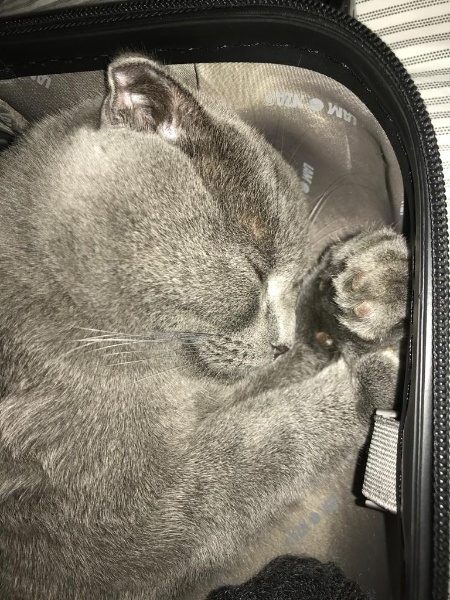 Jeffrey
