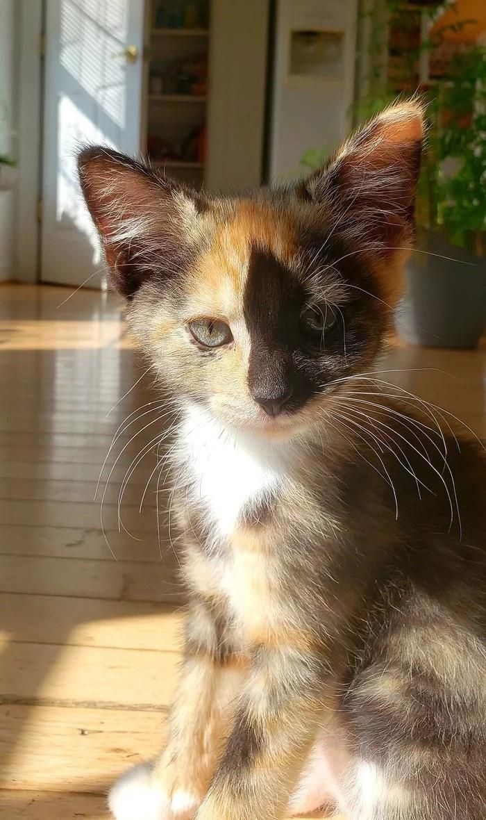 gracie
