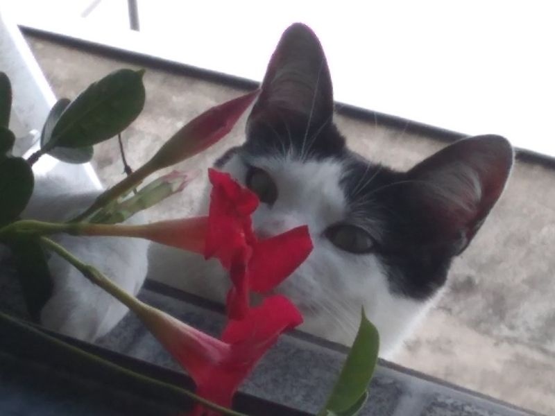 eae