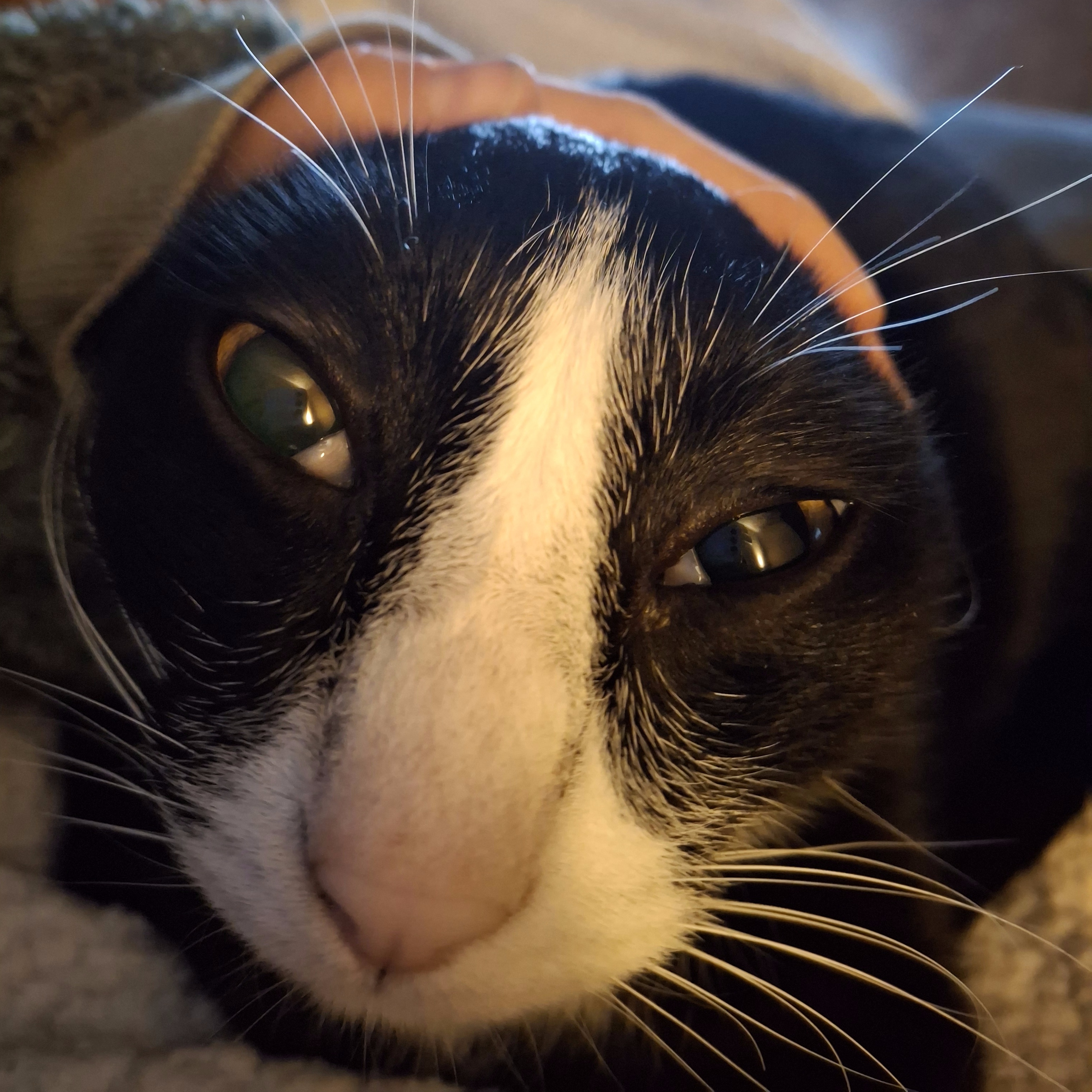 Molly