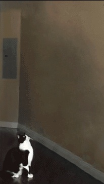 Tikki