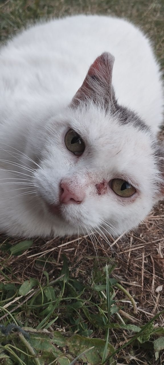 Kat