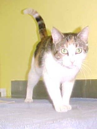 Nixie