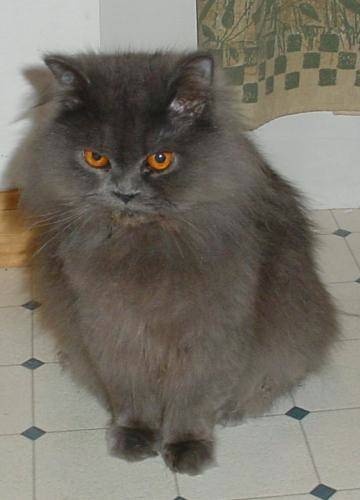 Cara