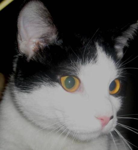 Cheslie