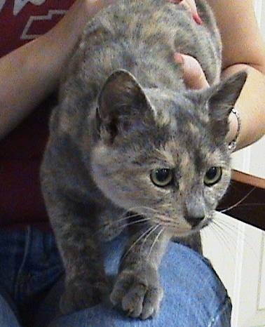 Suzannah