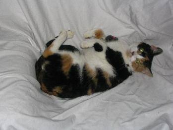 Meredith