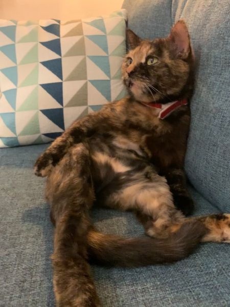 Sylvie