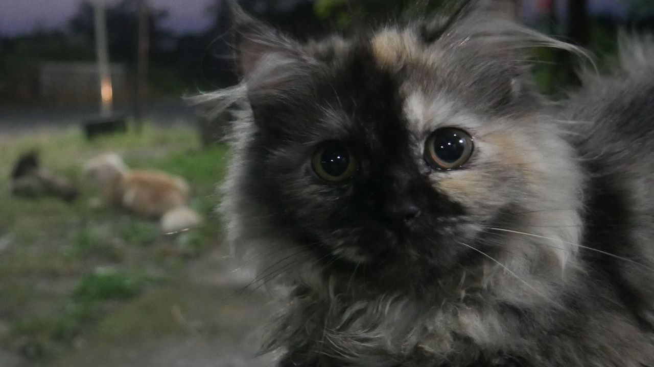 Roxanne