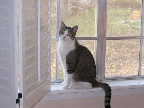 Meredith