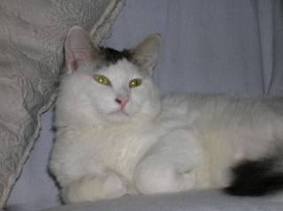 Mia