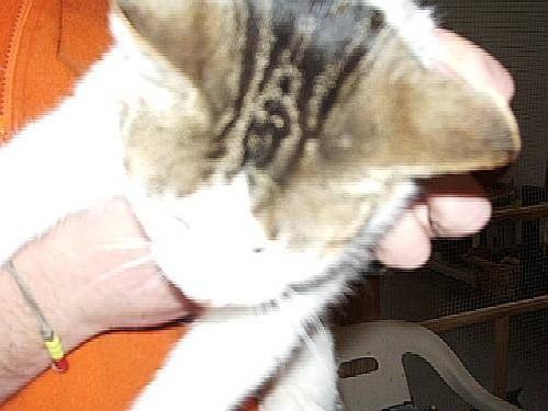 Cappie