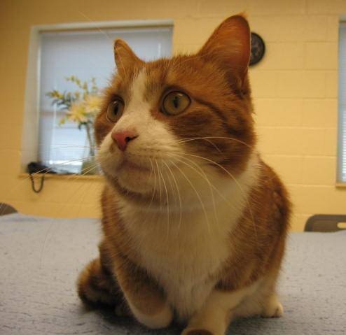 Archie
