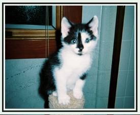 Jasmine