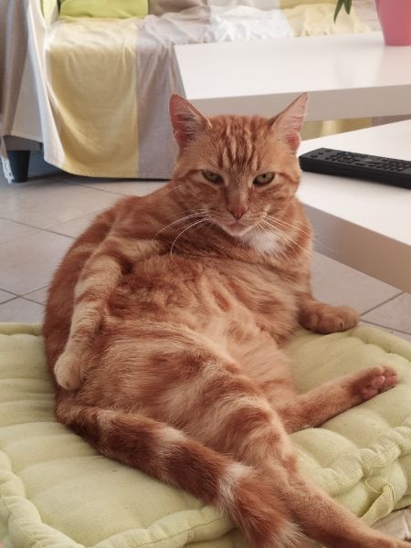 Ivan