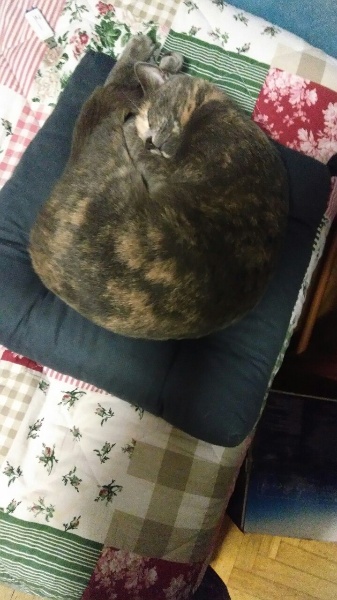 Bob