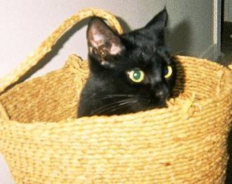 Alonzo