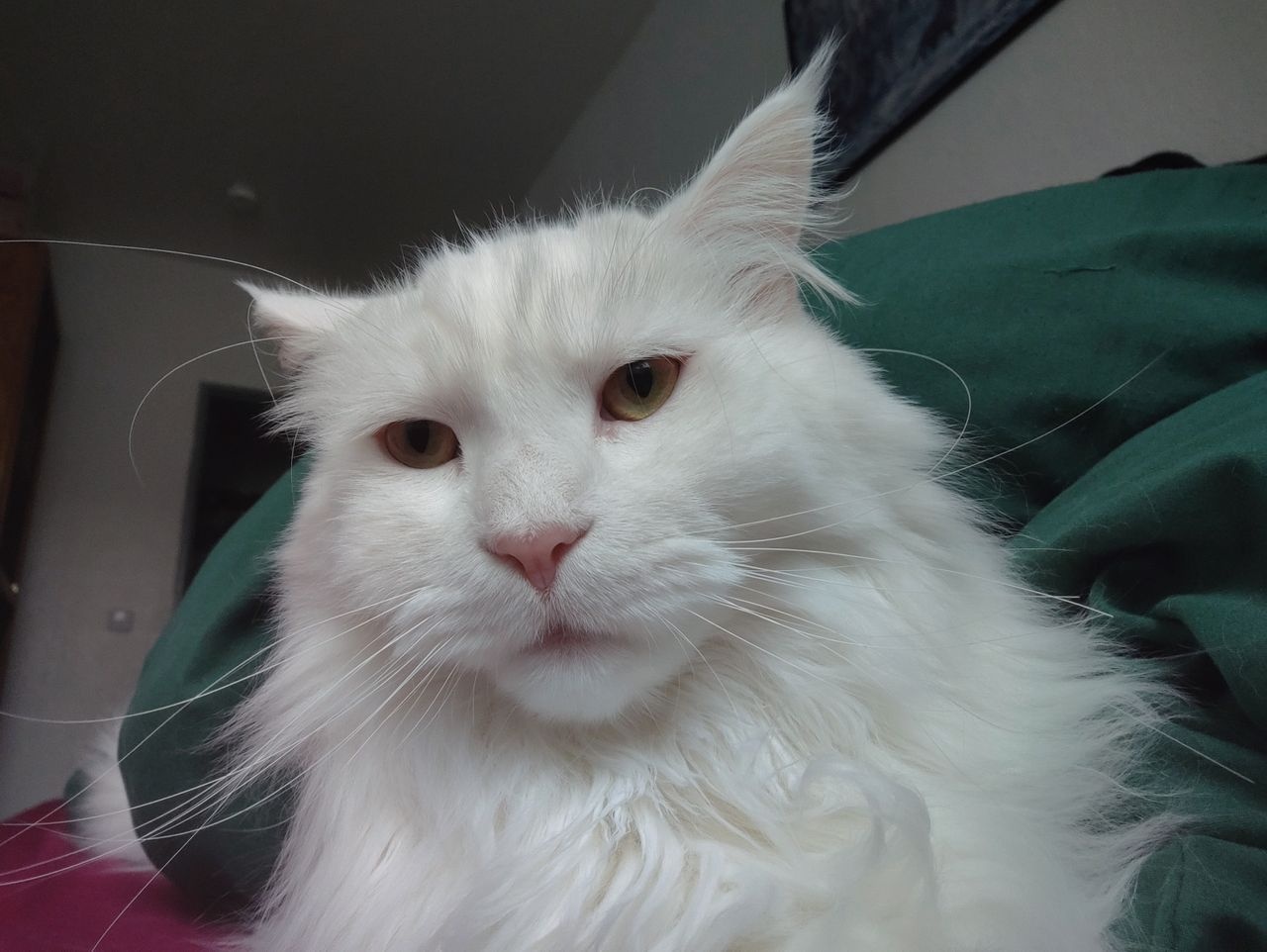 Obi