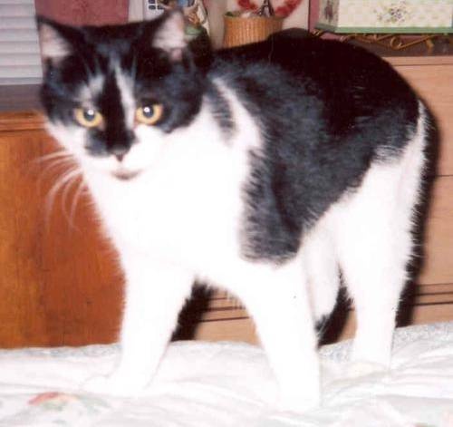 Robert