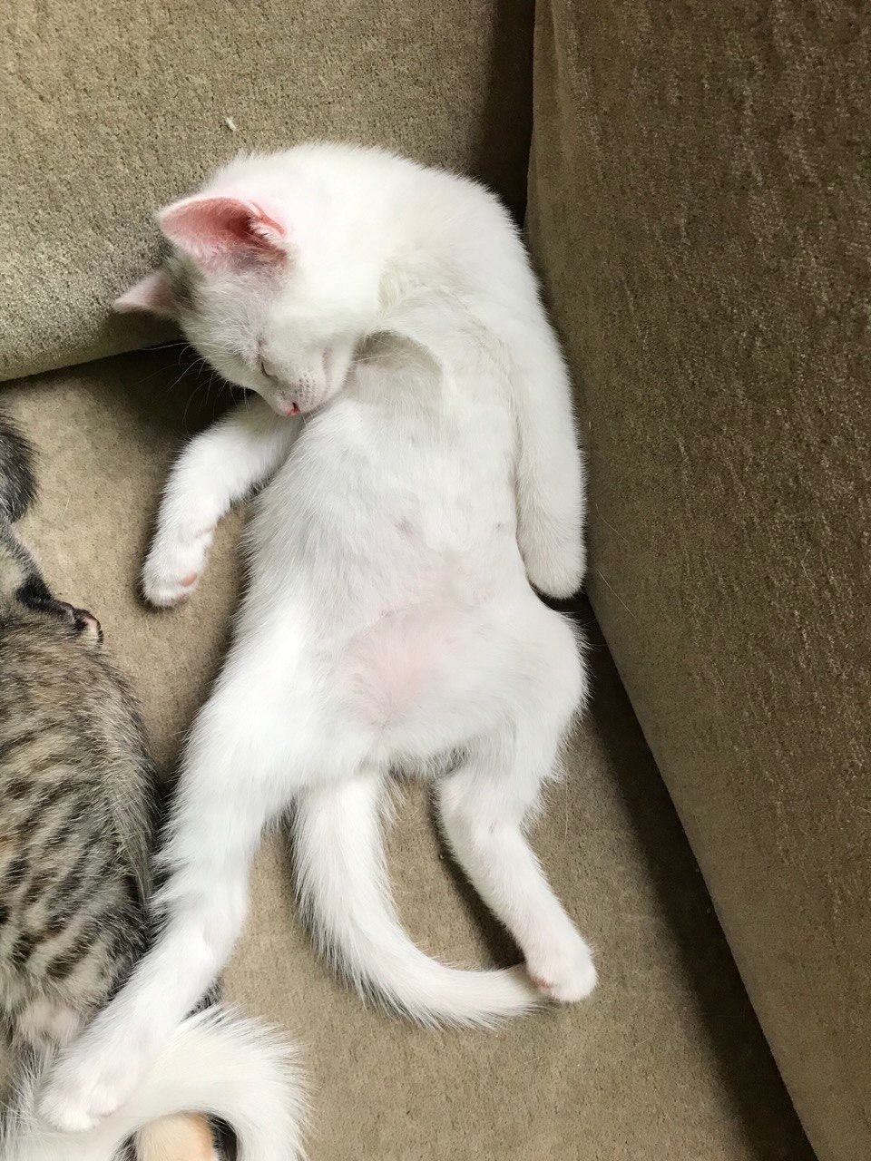 Pippin