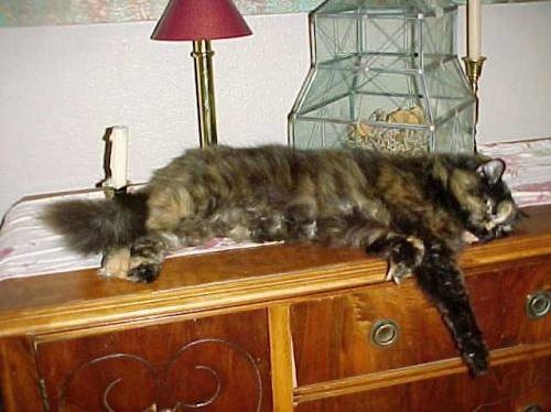 Savannah