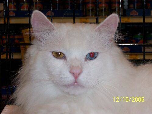Caleb