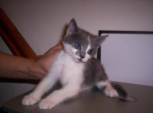 Thomas