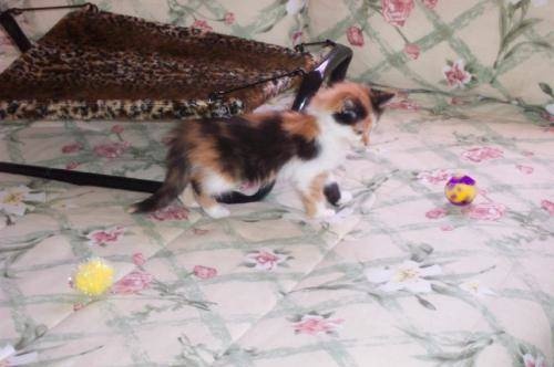 Sylvie