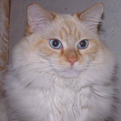 Caitlin