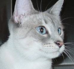 Sam