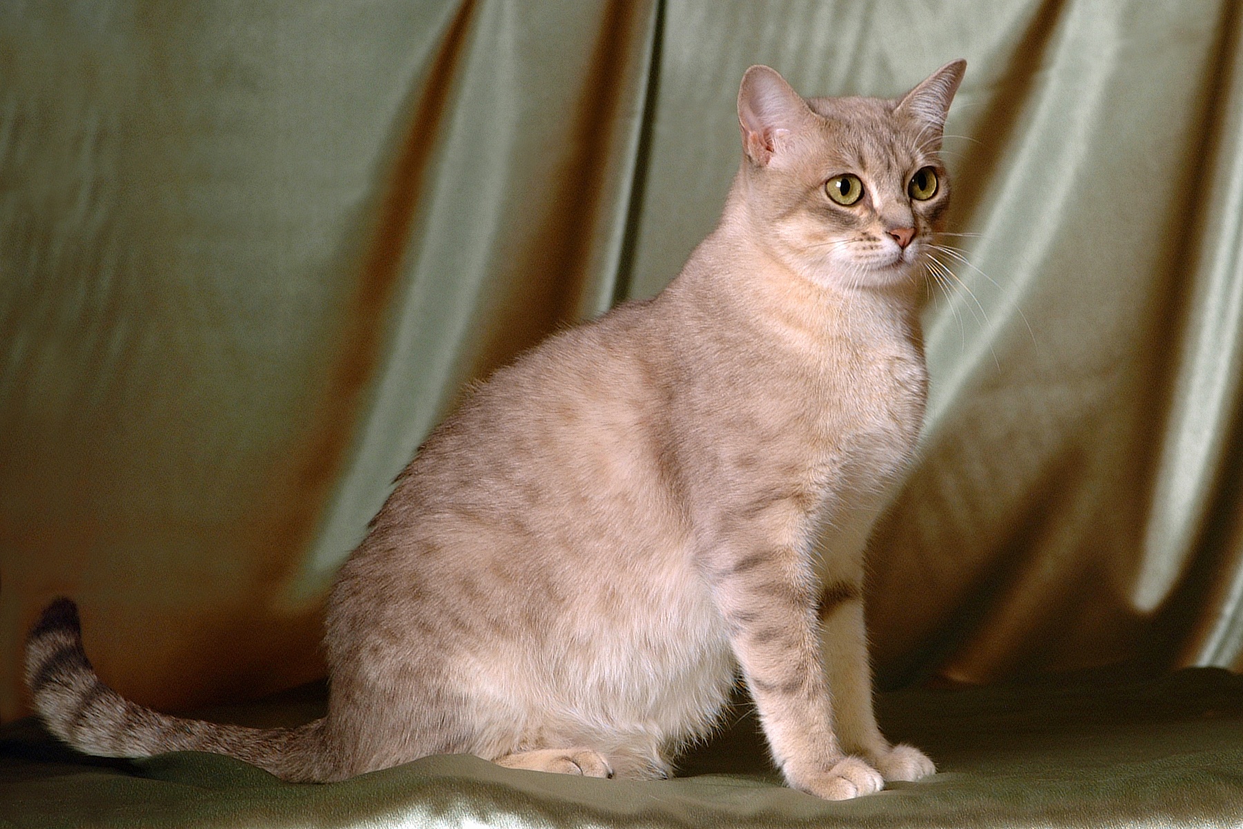 Timothy