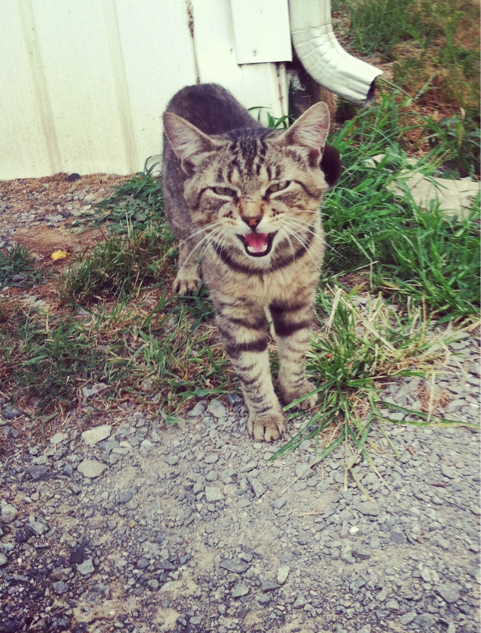 Jack