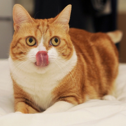 Todd