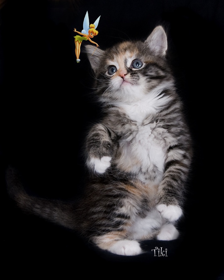 Mika