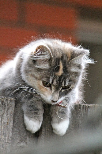 Lise