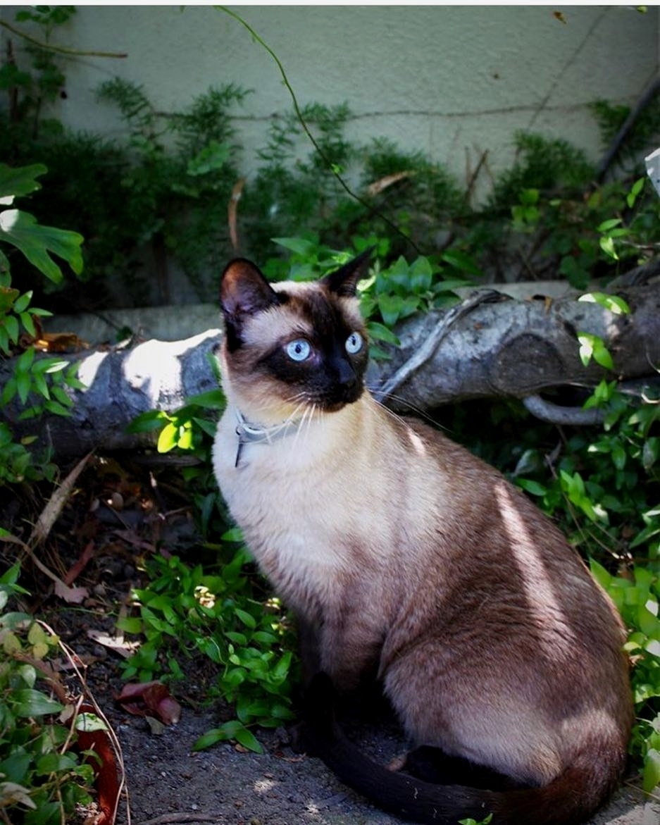 jeffrey