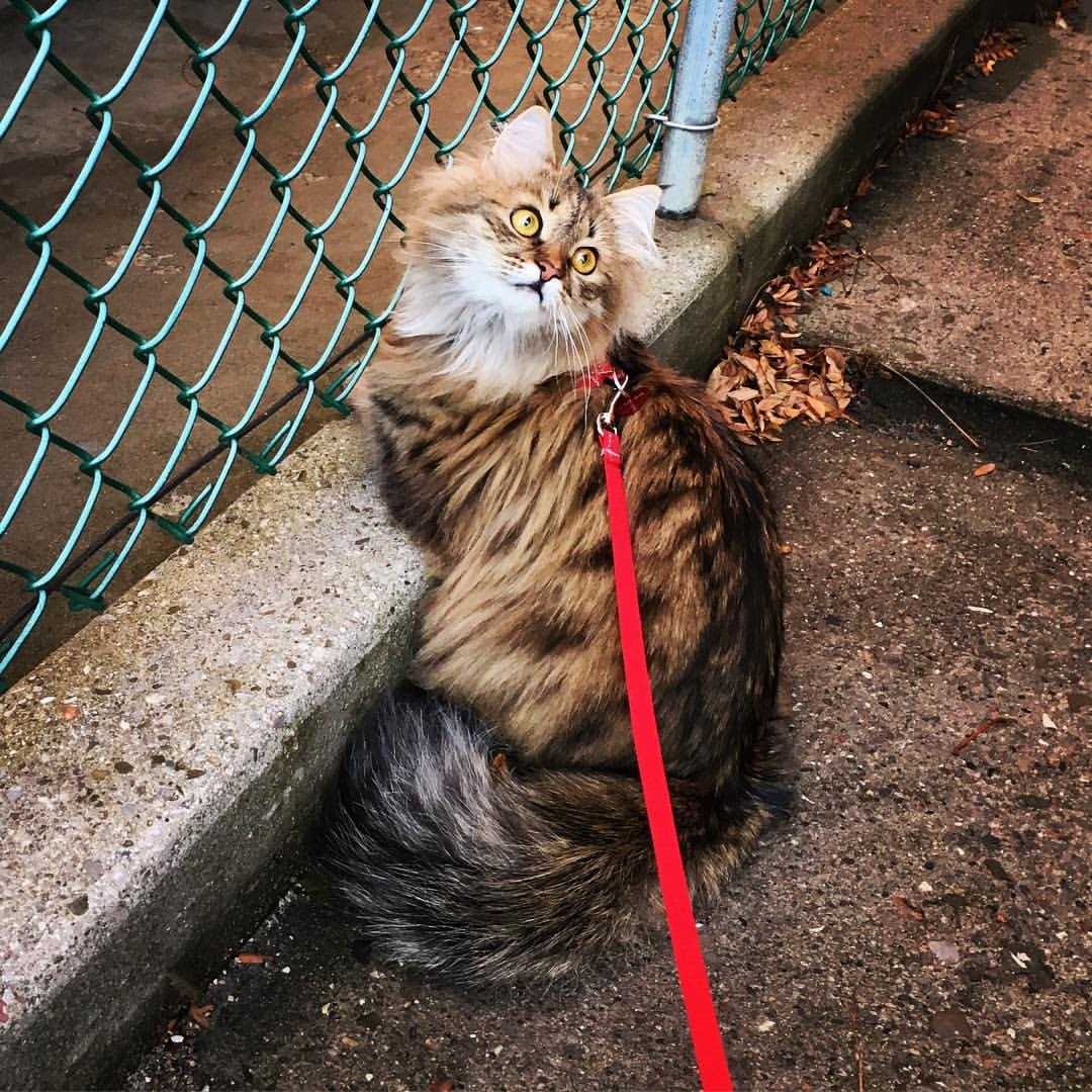Simon