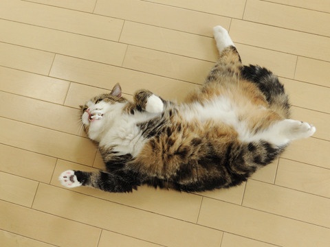 Ray