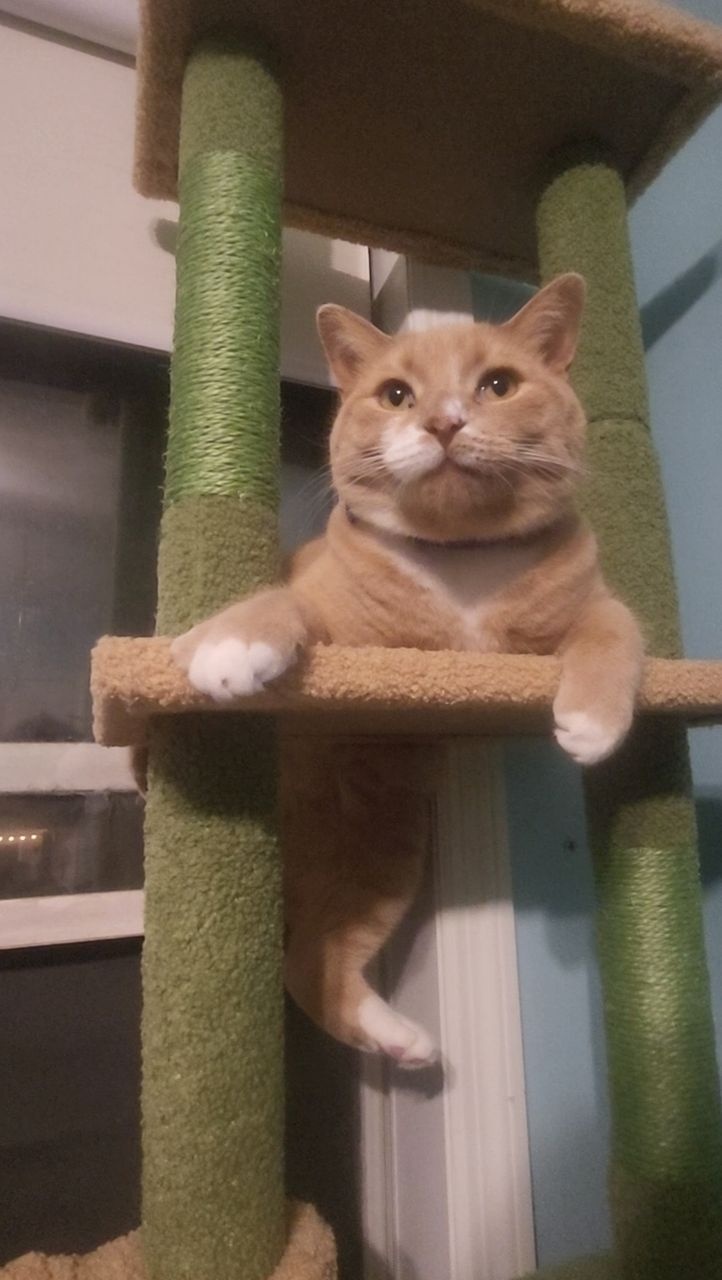 Tahj