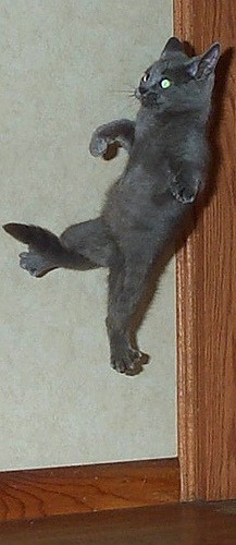 Sam