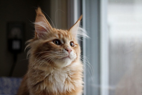 Hunter
