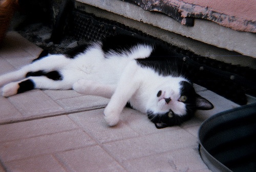 Nicholas