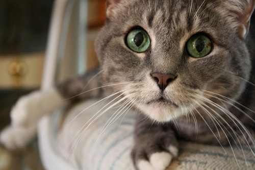 Willow