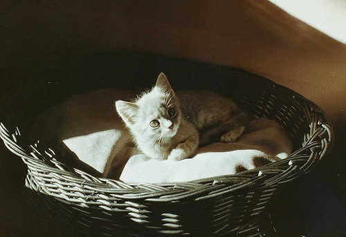 Mason