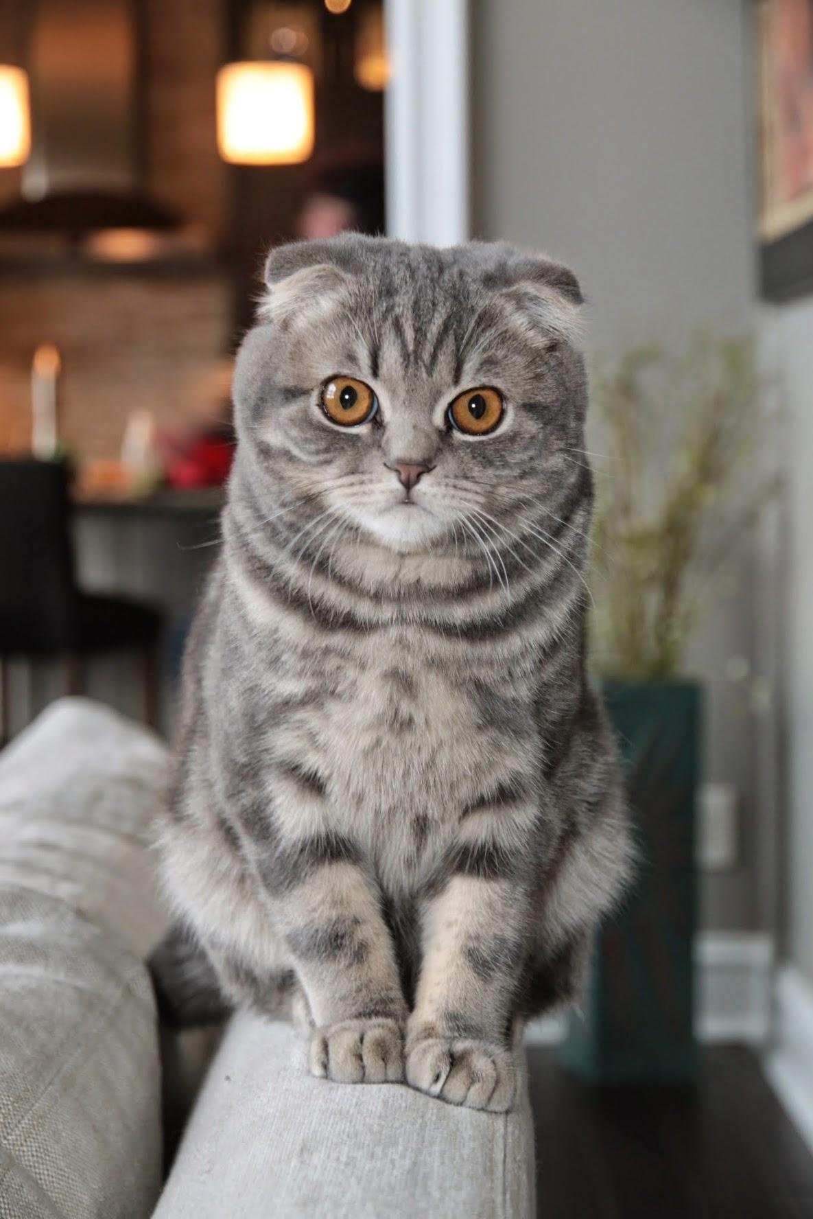 Jeffrey