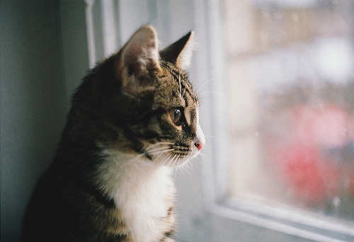 Willa