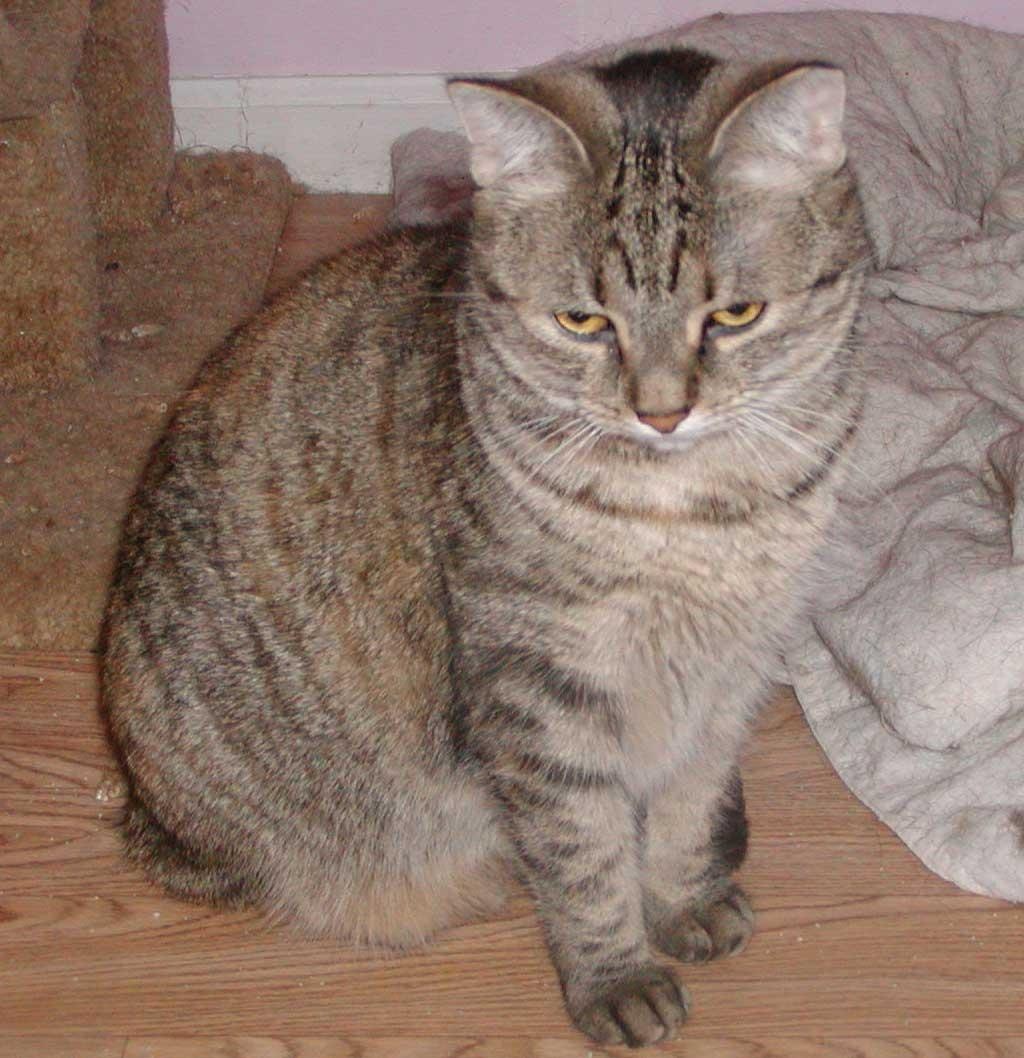 Azad
