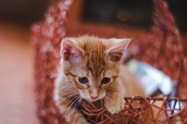 suki