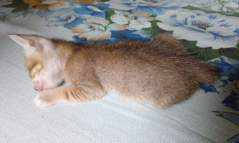 Riva