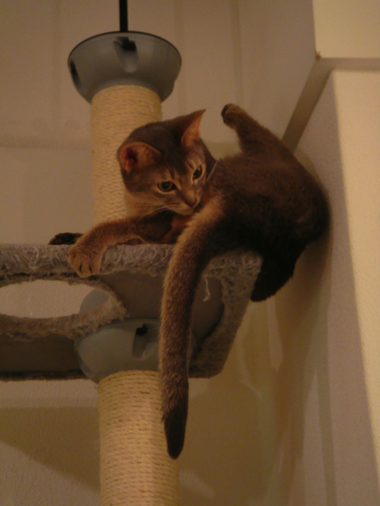 fran